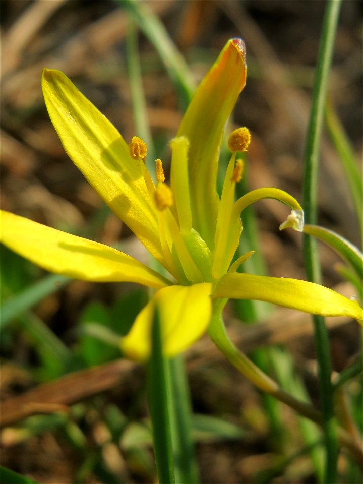 Wiesen-Gelbstern (Gagea pratensis) im Hockenheimer Rheinbogen