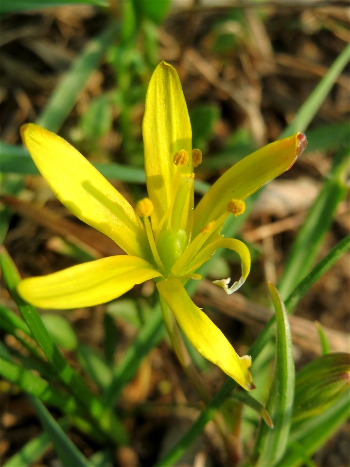 Wiesen-Gelbstern (Gagea pratensis) im Hockenheimer Rheinbogen