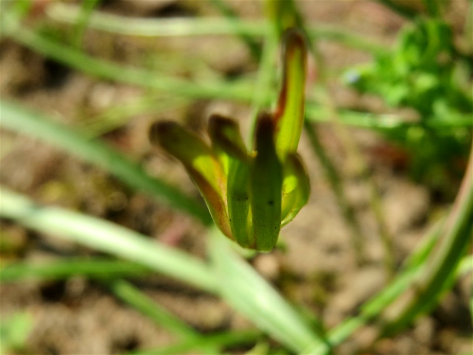 Verblühter Wiesen-Gelbstern (Gagea pratensis) im Gartenschaupark Hockenheim