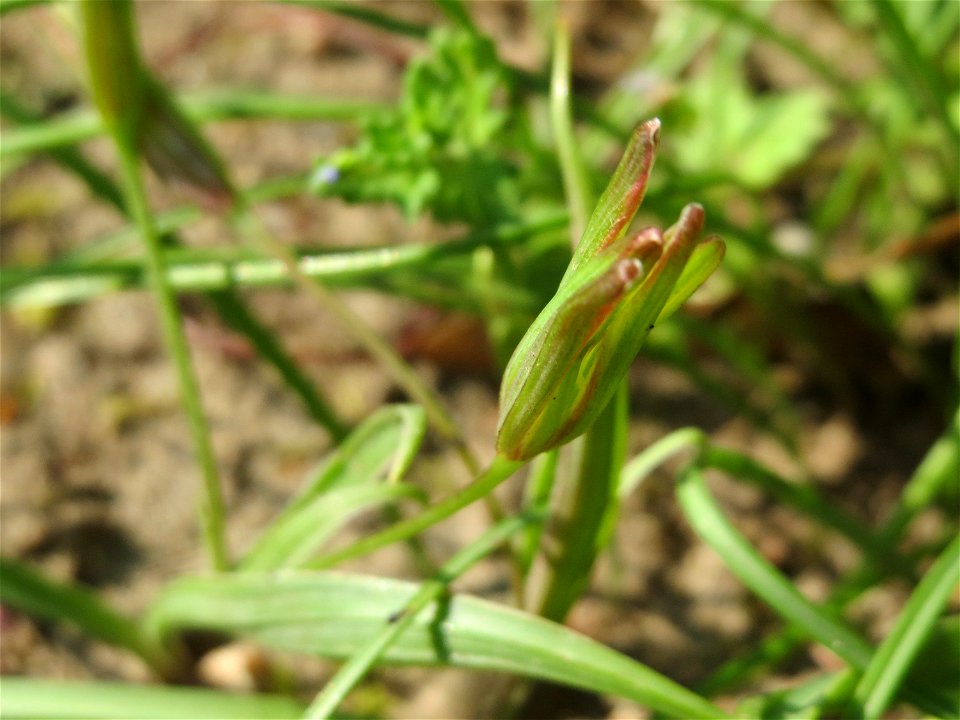 Verblühter Wiesen-Gelbstern (Gagea pratensis) im Gartenschaupark Hockenheim