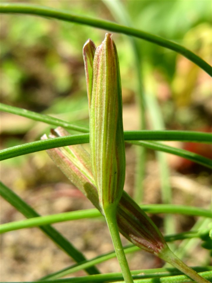 Verblühter Wiesen-Gelbstern (Gagea pratensis) im Gartenschaupark Hockenheim