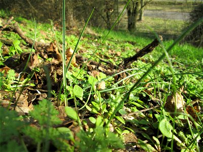 Wiesen-Gelbstern (Gagea pratensis) an der Böschung der A61 bei Hockenheim