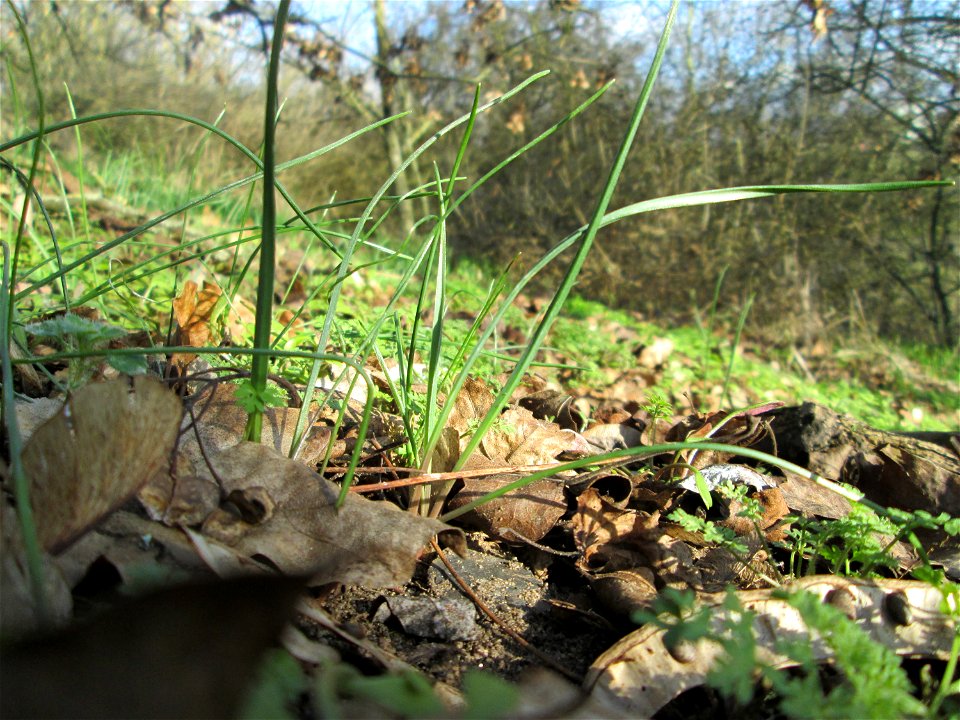 Wiesen-Gelbstern (Gagea pratensis) an der Böschung der A61 bei Hockenheim