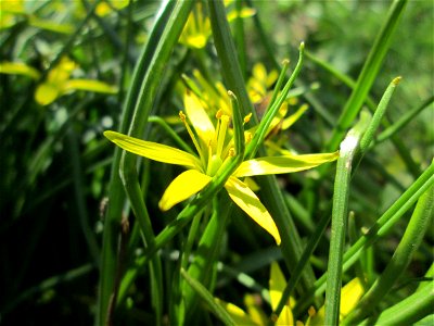 Wiesen-Gelbstern (Gagea pratensis) am Staden in Saarbrücken