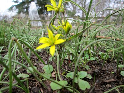 Acker-Gelbstern (Gagea villosa) am Staden in Saarbrücken