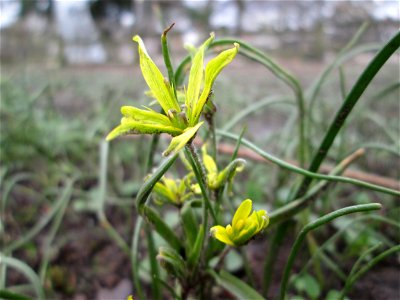 Acker-Gelbstern (Gagea villosa) am Staden in Saarbrücken