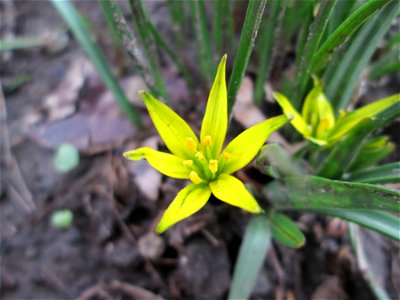 Acker-Gelbstern (Gagea villosa) am Staden in Saarbrücken