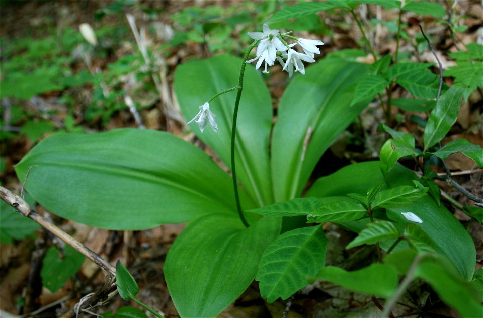 Clintonia udensis in Mount Haku