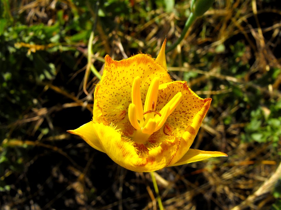 — Weed's mariposa lily .
At Lake Poway, in San Diego County, Peninsular Ranges, Southern California.