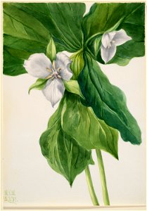 Wake-Robin (Trillium simile)