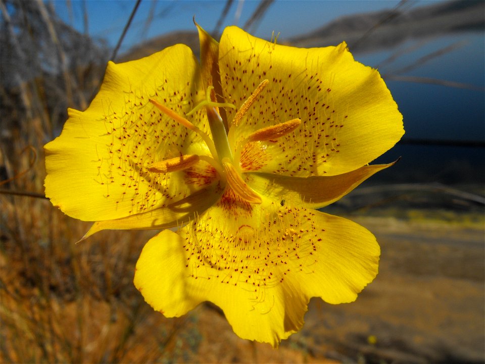 — Weed's mariposa lily .
At Lake Poway, in San Diego County, Peninsular Ranges, Southern California.