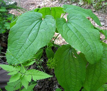 Smilax ecirrhata on Whittleton Arch Trail in the Red River Gorge, Powell County, Kentucky