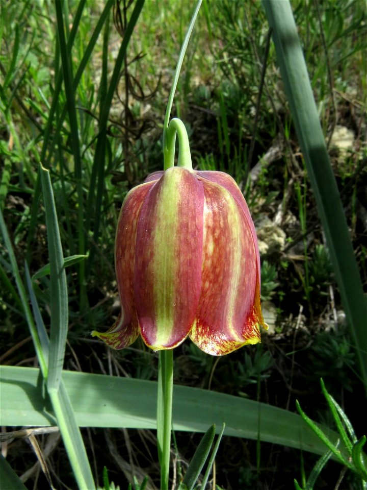 Fritillaria lusitanica subsp. lusitanica / Rivas Vaciamadrid, Madrid, Spain