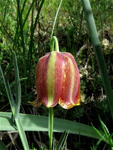 Fritillaria lusitanica subsp. lusitanica / Rivas Vaciamadrid, Madrid, Spain