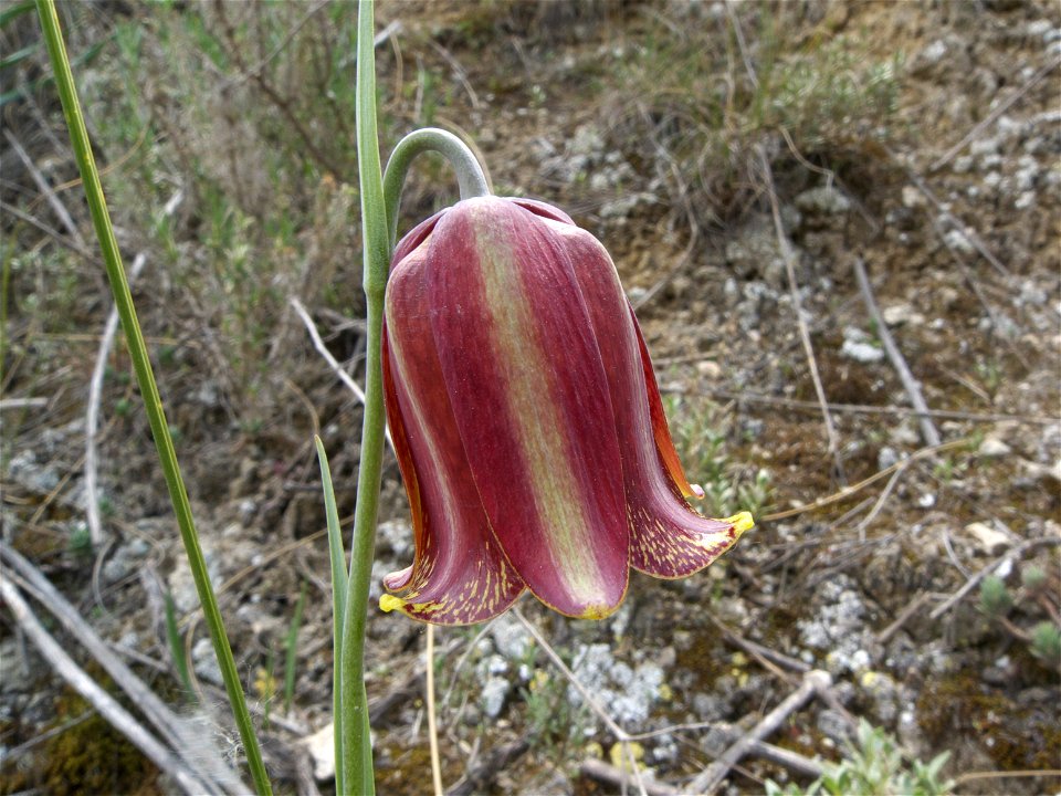 Flor de Fritillaria lusitanica (Liliaceae, Liliales). Rivas Vaciamadrid, Madrid, España.