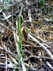 Fritillaria lusitanica Bud, Dehesa Boyal de Puertollano, Spain