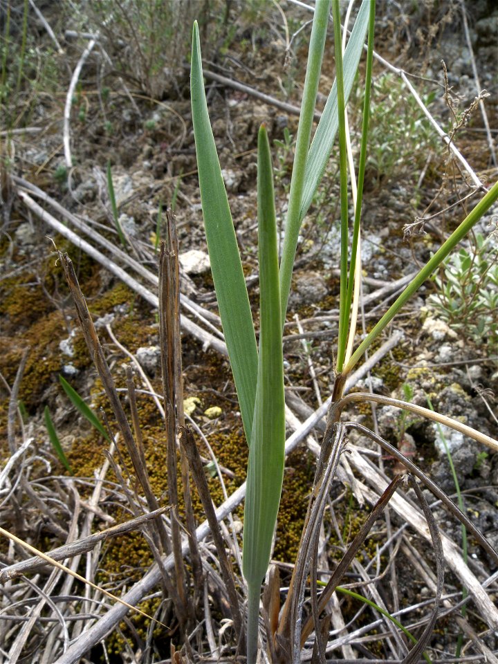 Hojas de Fritillaria lusitanica (Liliaceae, Liliales). Rivas Vaciamadrid, Madrid.