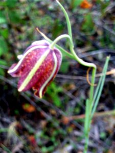 Fritillaria lusitanica Flowers close up, Dehesa Boyal de Puertollano, Spain