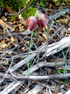 Fritillaria lusitanica plant, Dehesa Boyal de Puertollano, Spain photo