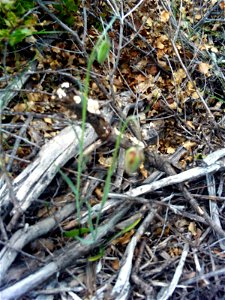 Fritillaria lusitanica Habitus, Dehesa Boyal de Puertollano, Spain