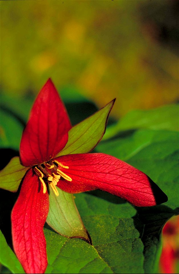 Image title: Southern red trillium plant trillium sulcatum bright red blossom
Image from Public domain images website, http://www.public-domain-image.com/full-image/flora-plants-public-domain-images-p