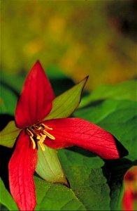 Image title: Southern red trillium plant trillium sulcatum bright red blossom
Image from Public domain images website, http://www.public-domain-image.com/full-image/flora-plants-public-domain-images-p