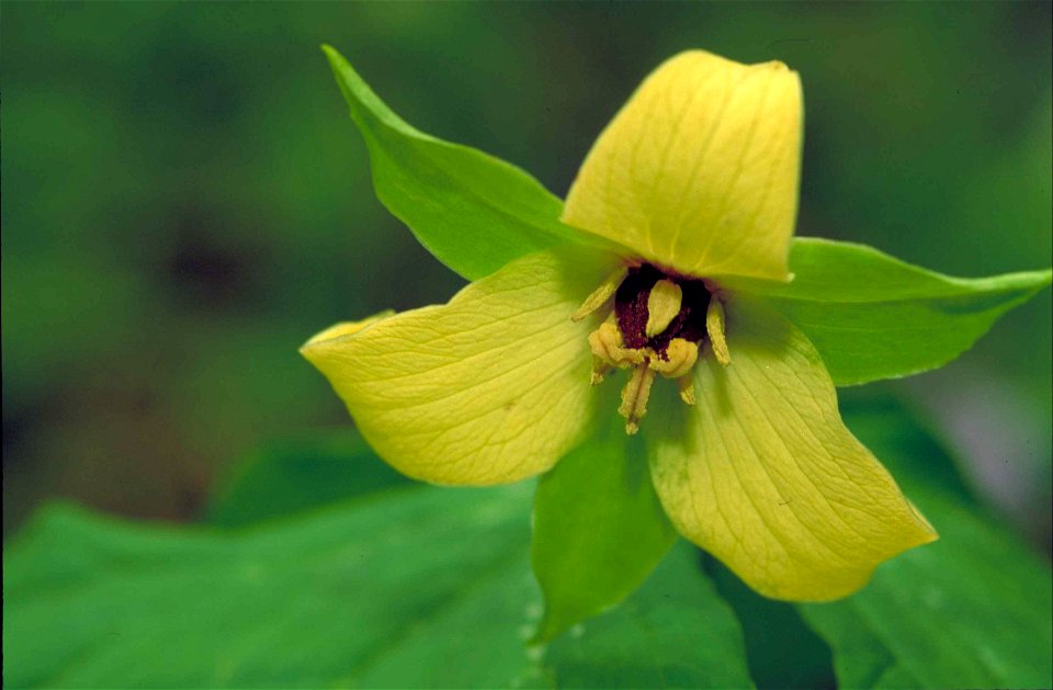Image title: Southern red trillium plant with yellow blossom with short stamens
Image from Public domain images website, http://www.public-domain-image.com/full-image/flora-plants-public-domain-images