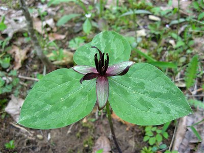Trillium stamineum, bank of creek in Lewis County, Tennessee.