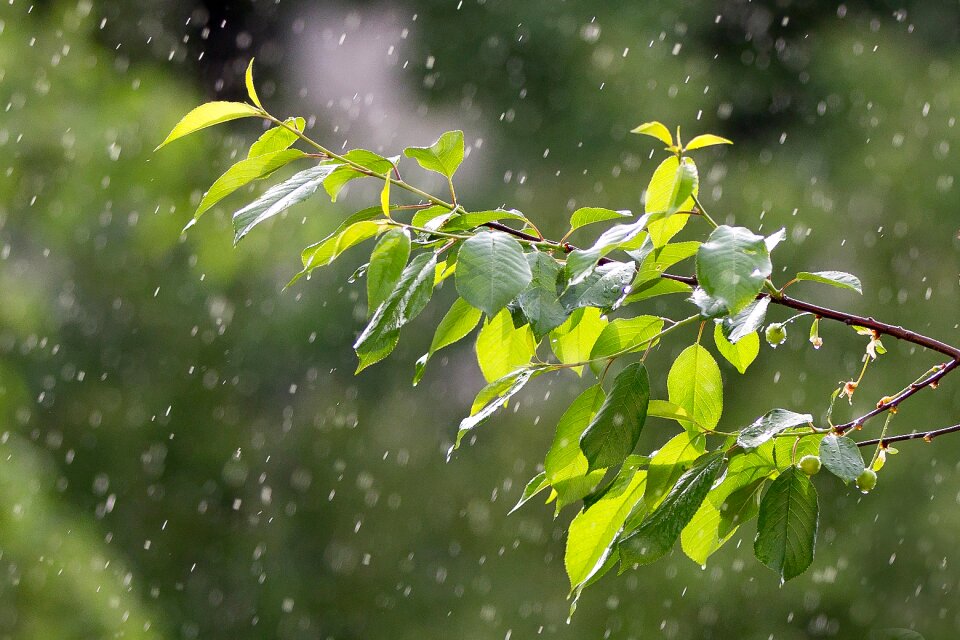 Raindrops the branch of a tree wet