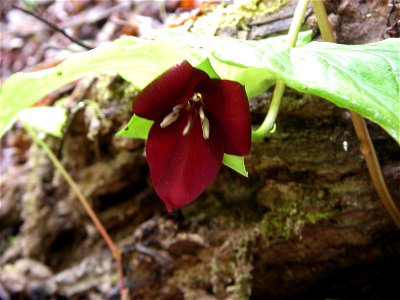 Sweet wakerobin (Trillium vaseyi) in The Sugarlands, Great Smoky Mountains National Park, in Tennessee, USA.