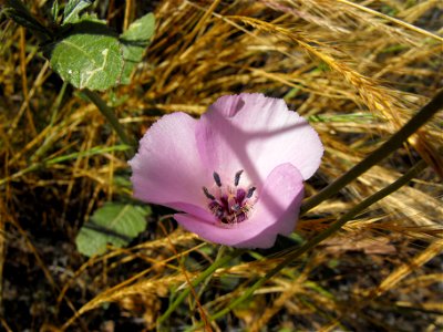 — Splendid Mariposa lily, flower. At Lake Poway, in San Diego County, NW Peninsular Ranges, Southern California. photo