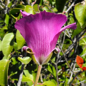 ' — Splendid Mariposa lily, flower bud.
At Sycamore Canyon, in San Diego, California, USA.