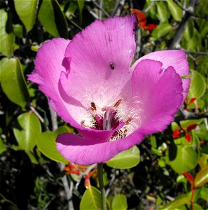 ' — Splendid Mariposa lily, flower. At Sycamore Canyon, in San Diego, California, U.S. photo
