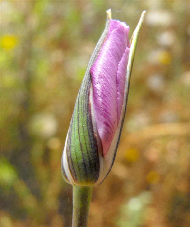 — Splendid Mariposa lily, flower bud.
Getting ready to open at Lake Poway, in San Diego County, NW Peninsular Ranges, Southern California.
