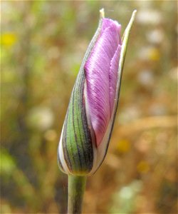 — Splendid Mariposa lily, flower bud. Getting ready to open at Lake Poway, in San Diego County, NW Peninsular Ranges, Southern California. photo