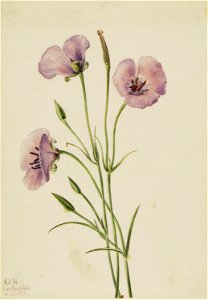 Lilac Mariposa (Calochortus splendens)