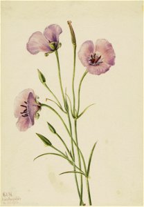 Lilac Mariposa (Calochortus splendens) photo