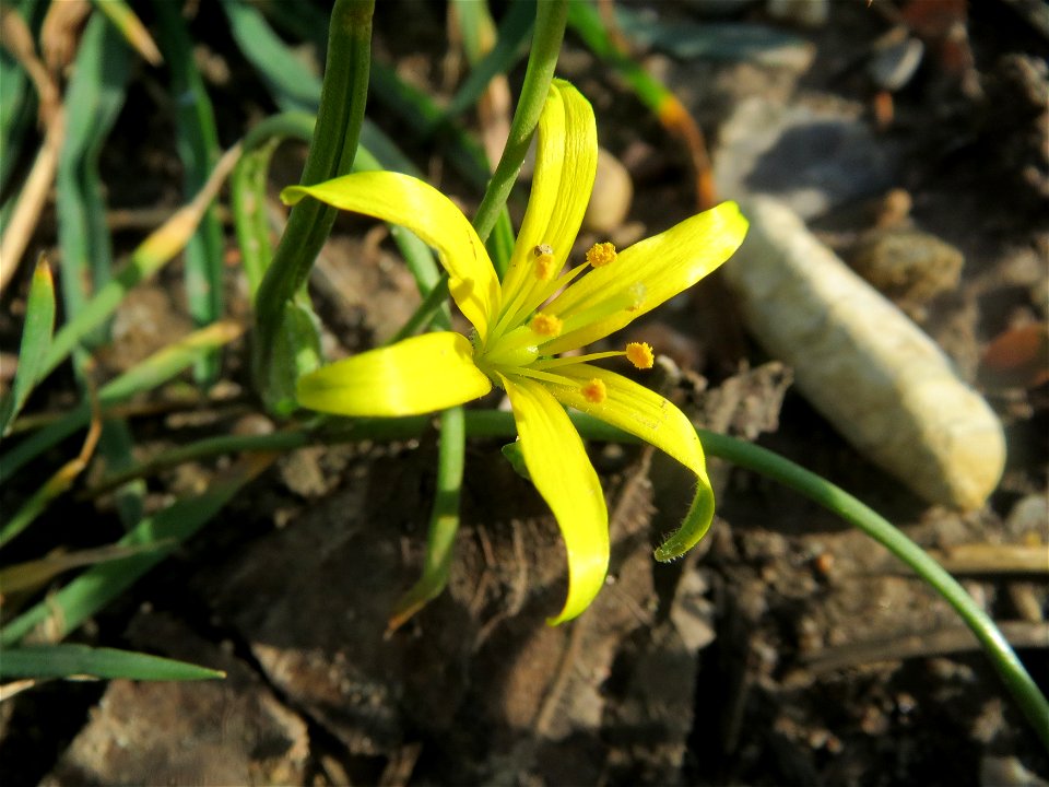 Acker-Gelbstern (Gagea villosa) in Hockenheim