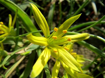 Acker-Gelbstern (Gagea villosa) in Hockenheim