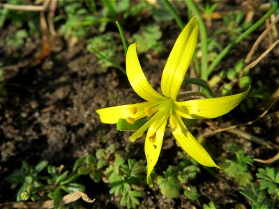 Acker-Gelbstern (Gagea villosa) in Hockenheim