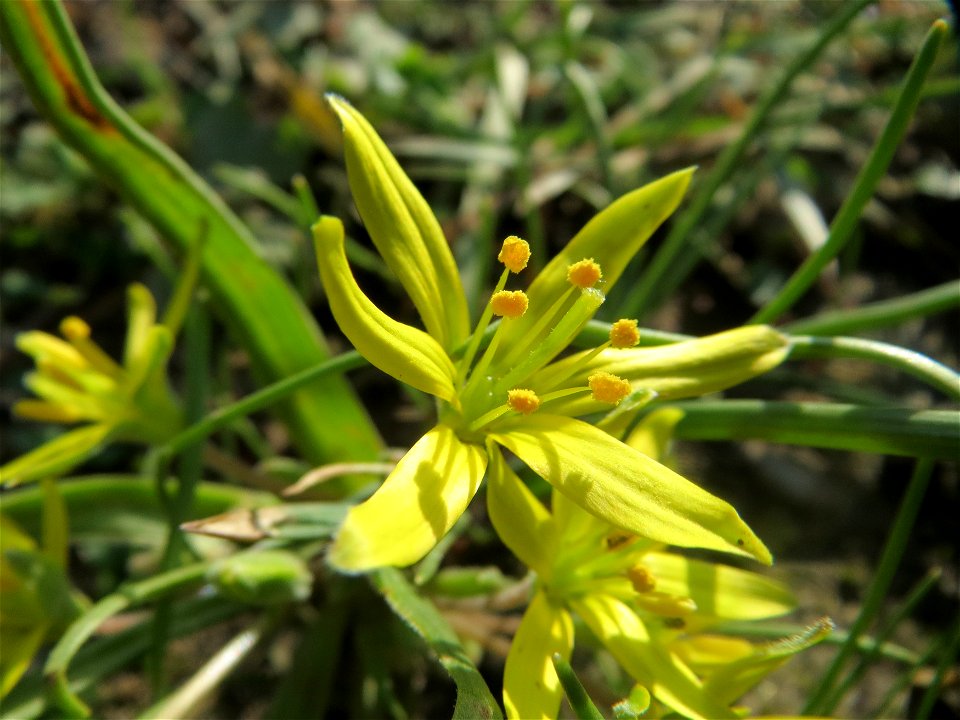 Acker-Gelbstern (Gagea villosa) in Hockenheim