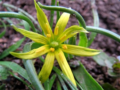 Acker-Gelbstern (Gagea villosa) in Hockenheim