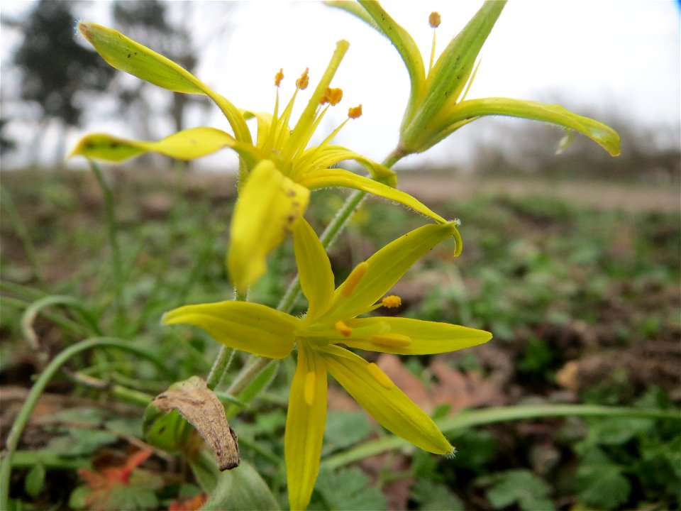 Acker-Gelbstern (Gagea villosa) im Landesgartenschaupark Hockenheim