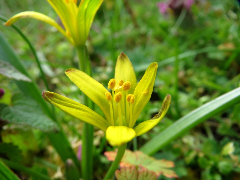 Acker-Gelbstern (Gagea villosa) in Hockenheim