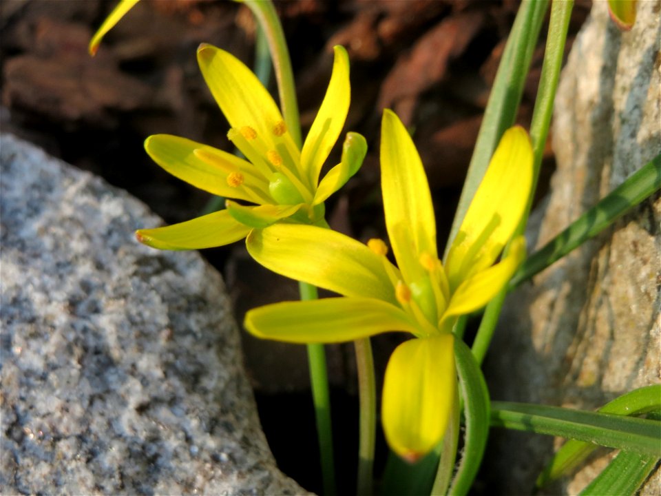 Acker-Gelbstern (Gagea villosa) in Hockenheim