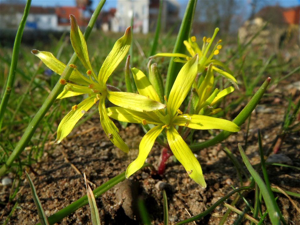 Acker-Gelbstern (Gagea villosa) in Hockenheim