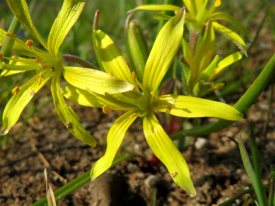 Acker-Gelbstern (Gagea villosa) in Hockenheim