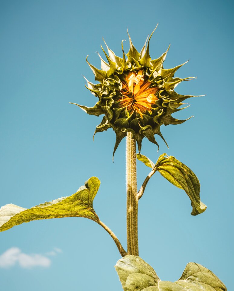 Nature flower blossom photo