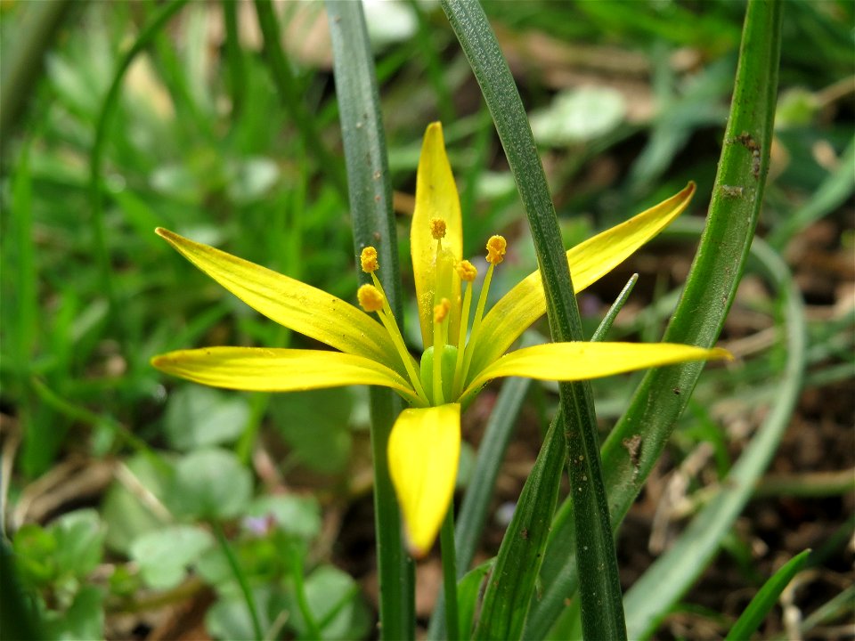 Acker-Gelbstern (Gagea villosa) am Staden in Saarbrücken
