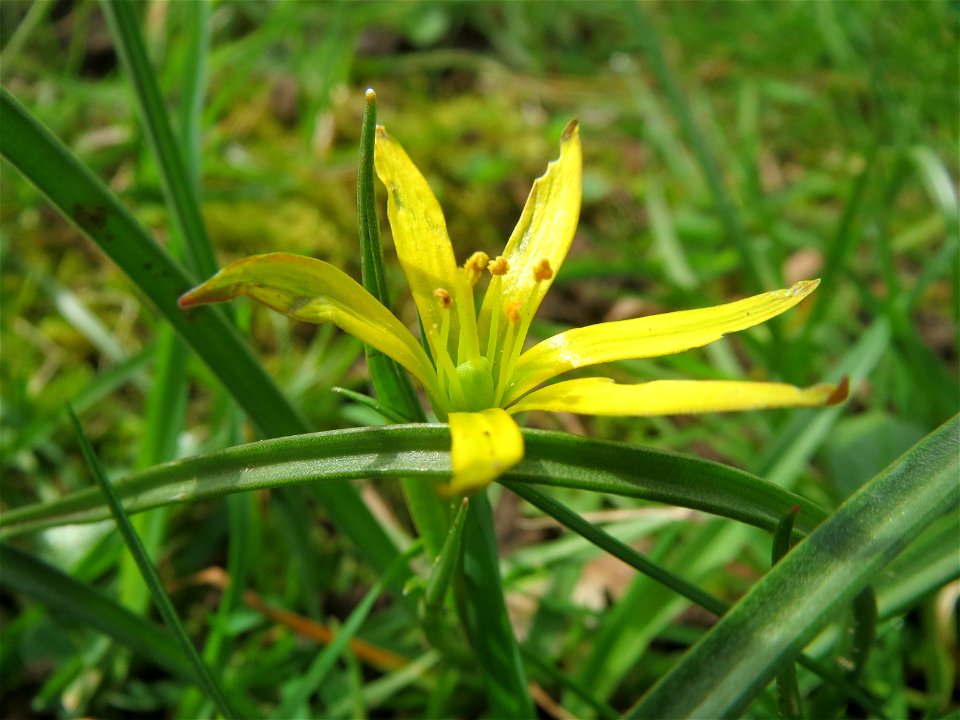 Acker-Gelbstern (Gagea villosa) am Staden in Saarbrücken